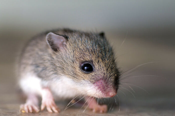 Someone Wonders "What’s The Worst Thing You’ve Come Home To?" And 30 People Deliver Honest Answers