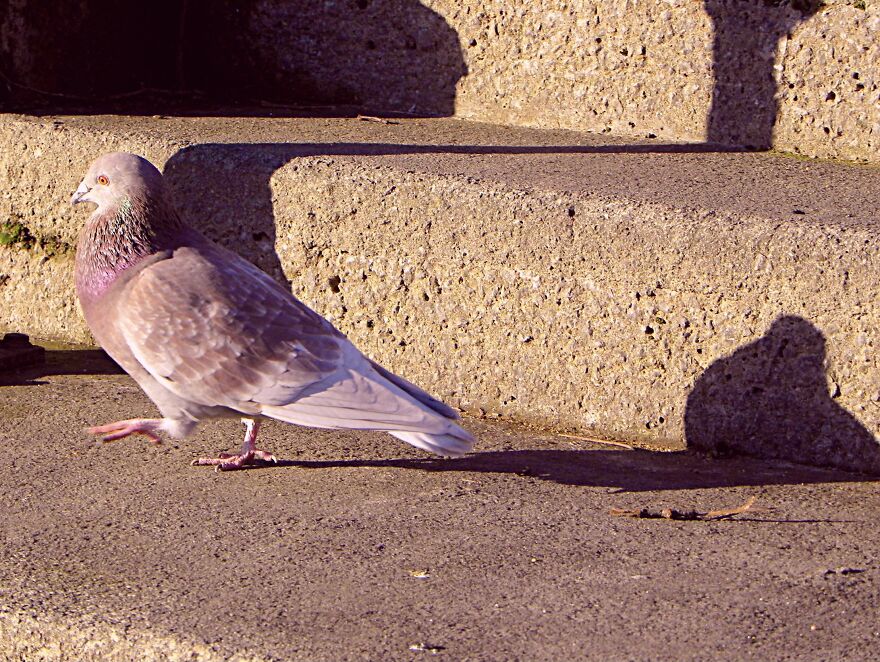 I Photograph Birds And Animals Around The UK, Here Are Some Of My Favourites!