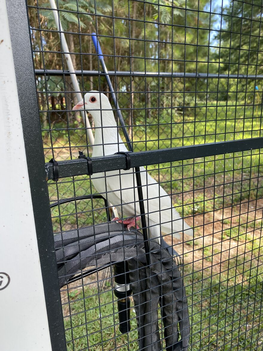 Mr. “Larry” Bird Showed Up One Day & Decided To Live With The Chickens!