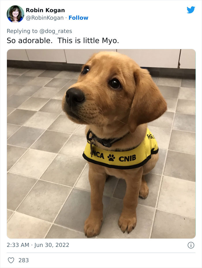 Guide-Pup-In-Training Falls Asleep During Important Photoshoot, And 11M People Can&rsquo;t Handle The Cuteness