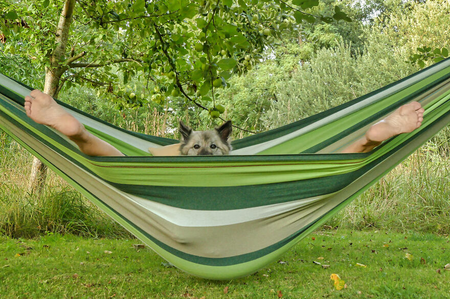 The 26 Finalists Of The 'Animal Friends Comedy Pet Photo Awards' Contest Have Been Announced