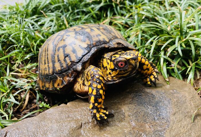 These Guys Always Come Out Of Hiding When It Rains