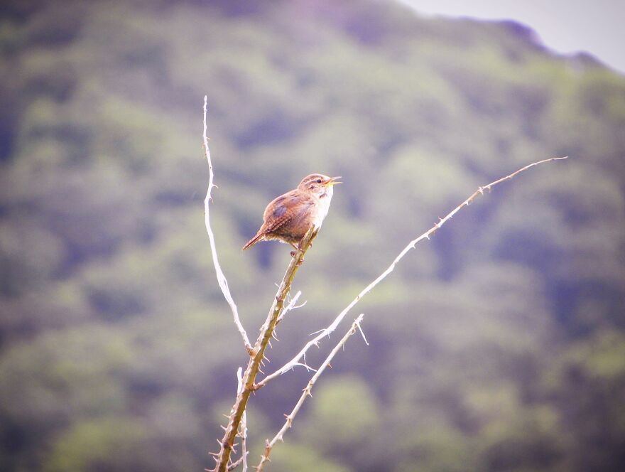 I Photograph Birds And Animals Around The UK, Here Are Some Of My Favourites!