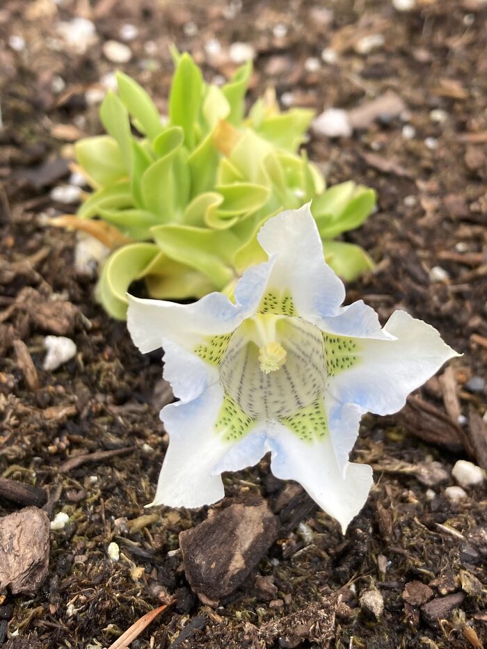 Another Gentian. The Spots On The Throat Are Amazing