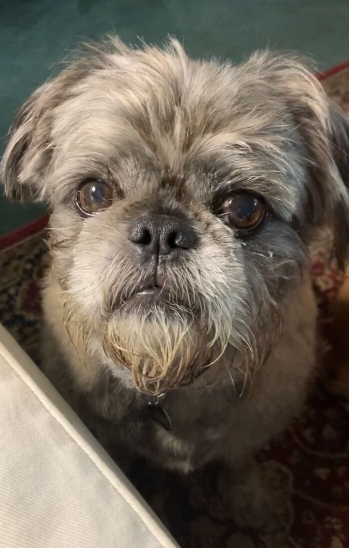 My Soulful Eli, Who Talks In His Sleep, Hides The Good Treats Behind Sofa Cushions And Shoes. Loves Everyone He Smells.