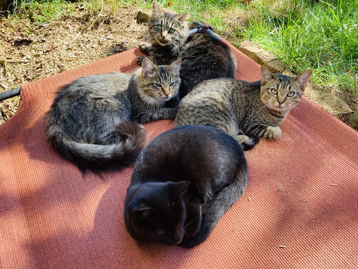 Hanging Out With My Kitties And Drawing!