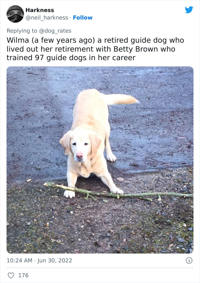 Guide-Pup-In-Training Falls Asleep During Important Photoshoot, And 11M People Can&rsquo;t Handle The Cuteness