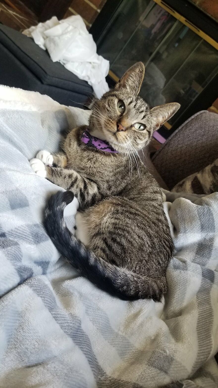 Dad Makes A Cat Bed For His Daughter's Feline From An Old TV, And It Hasn't Gone Unnoticed On The Socials