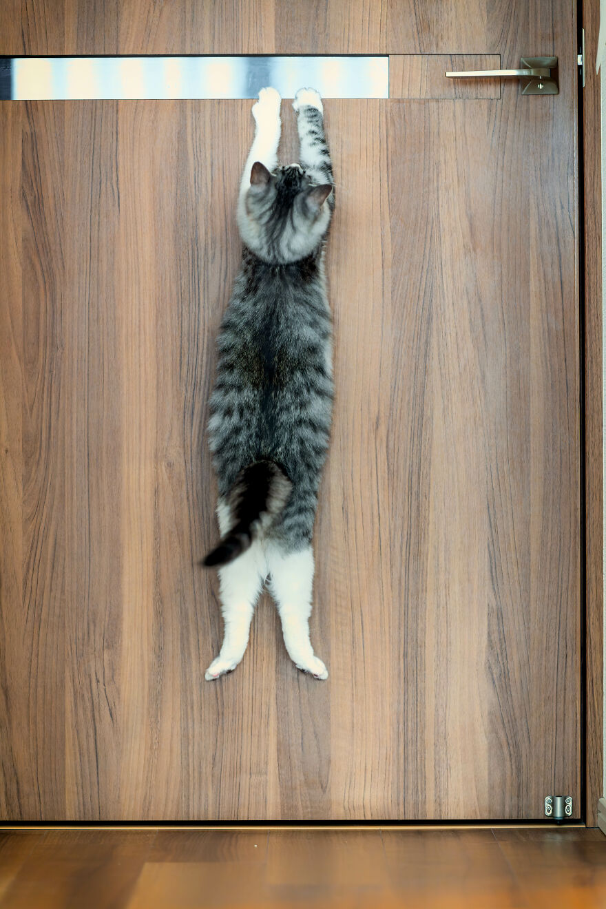 The 26 Finalists Of The 'Animal Friends Comedy Pet Photo Awards' Contest Have Been Announced