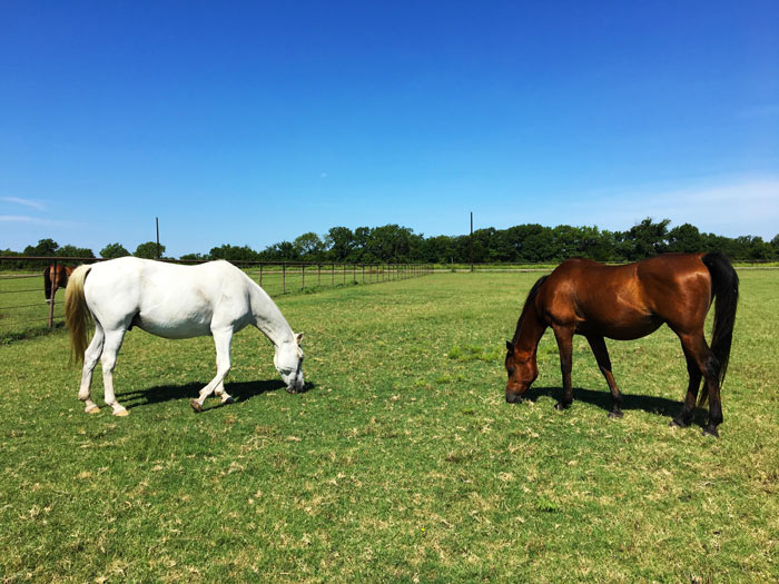 My Egyptian Arabians Saint And Dante Soaking Up The Summer Sun
