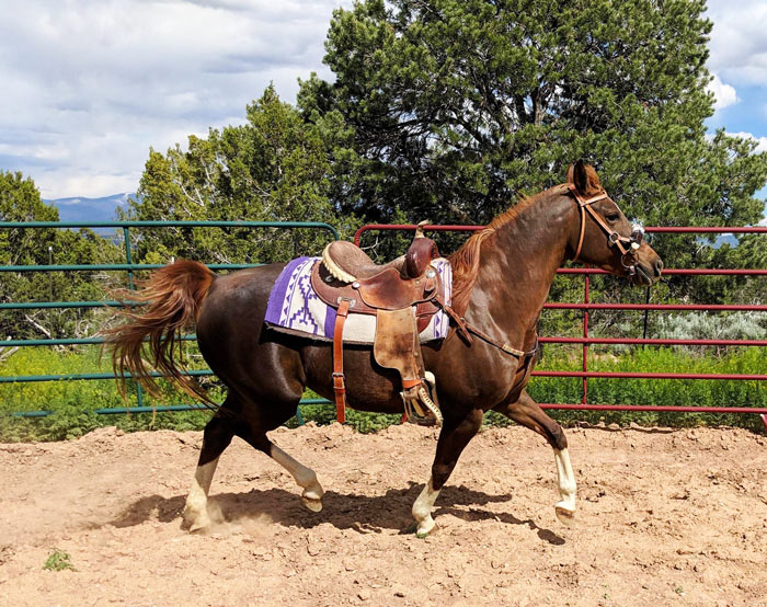 My Mom's Gorgeous Arabian Mare