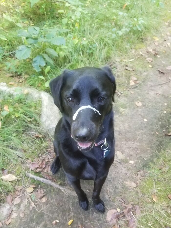 That’s Her Slobber Adorning Her Nose After A Good Shake