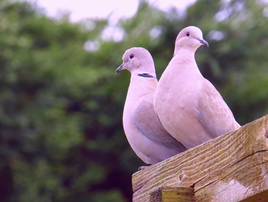 I Photograph Birds And Animals Around The UK, Here Are Some Of My Favourites!