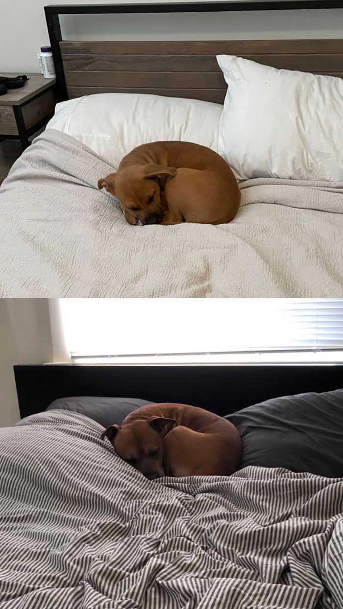 The Bottom Photo Is My Late Pup Titus Who I Had For 12 Years. The Top Photo Is The Dog I Rescued This Week. His Name Is Milo. I’m Very Lucky To Be Reminded Of Titus. 
