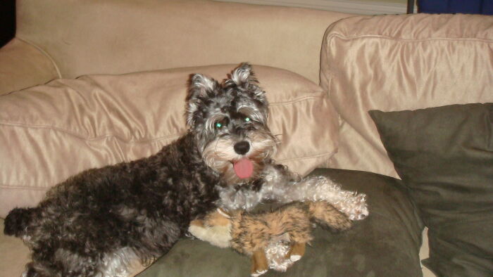 My Old Dog, Lucy Looking Like A Demon. Rip 2006-2014