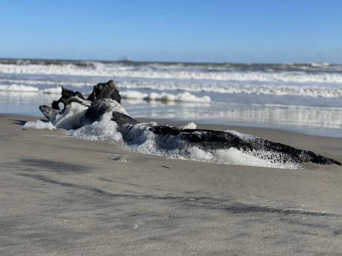 Foaming Driftwood In The Outer Banks