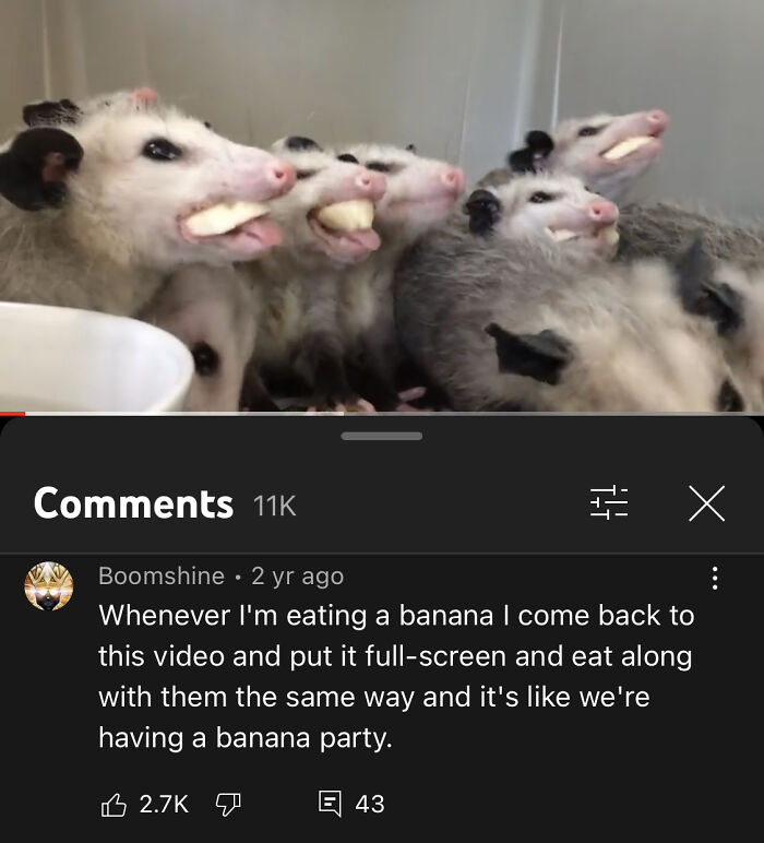 Opossums Eating Bananas