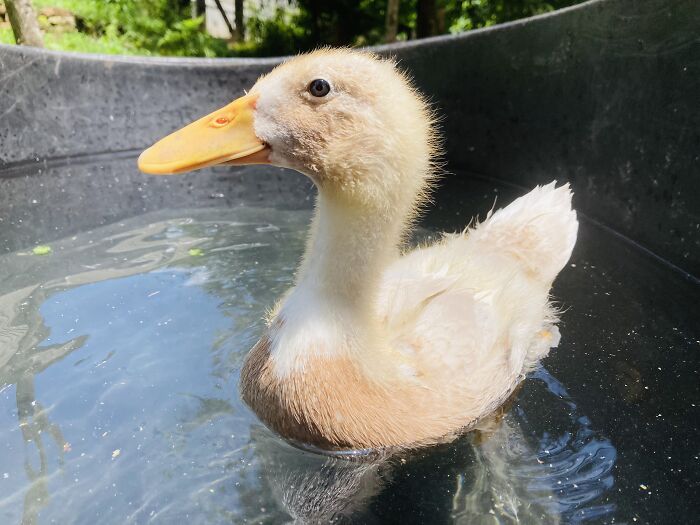 There’s Nothing Like A Refreshing Swim In The Pool On A Hot Day