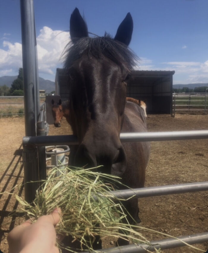 Feeding The Horses!!