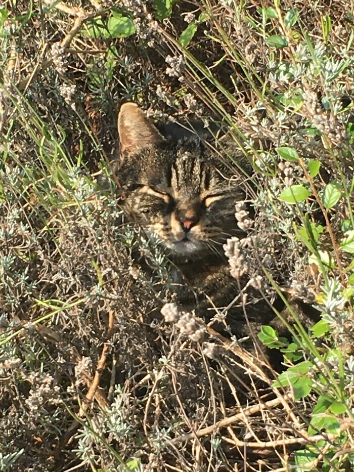 He Loves The Smell Of Lavender