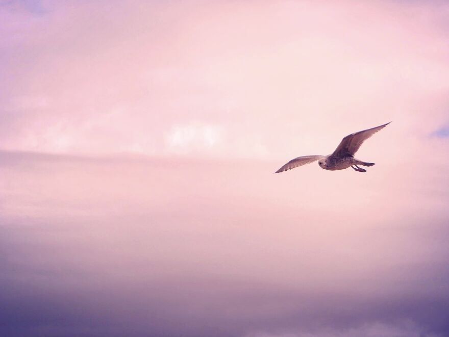 I Photograph Birds And Animals Around The UK, Here Are Some Of My Favourites!