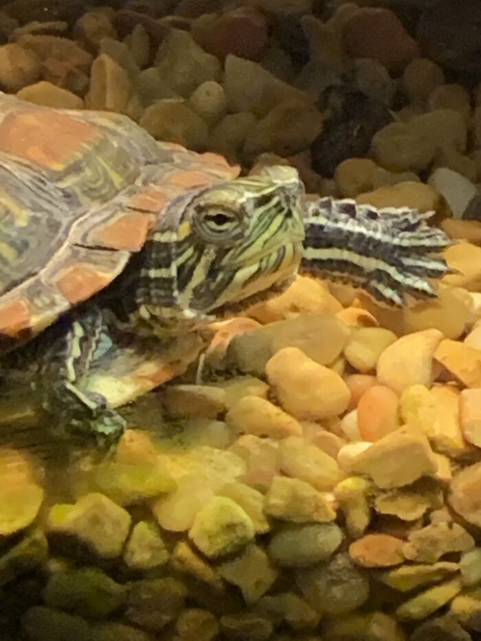 Beag, The Tiny Turtle