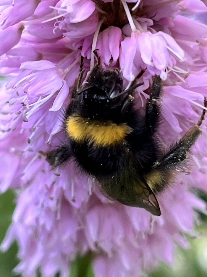 I Spent An Afternoon Photographing Bees In My Garden (7 Pics)