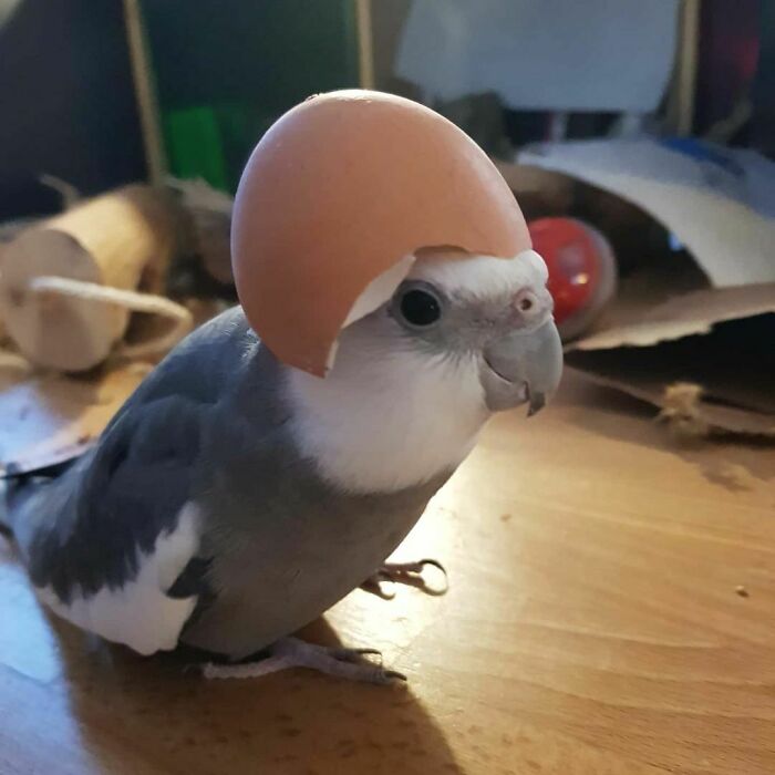 Horus Has An Egghat, Horus Is An Egghead
