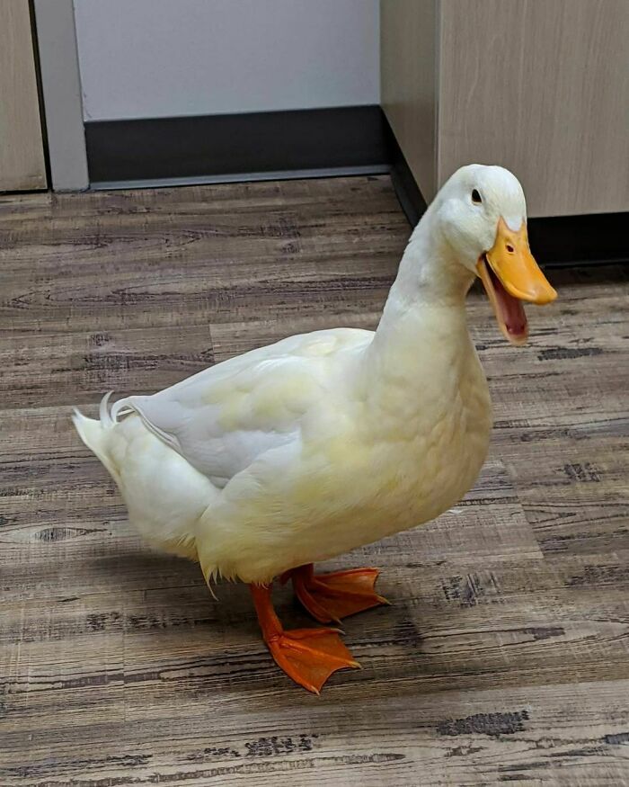 Huey Was Getting Very Impatient Waiting For His Girl To Come Back. So He Decided To Yell