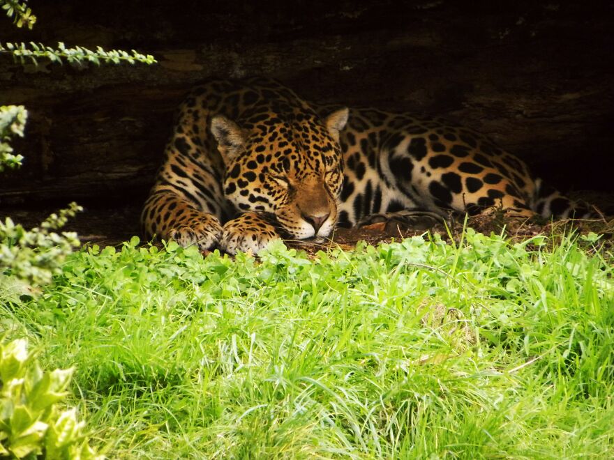 I Photograph Birds And Animals Around The UK, Here Are Some Of My Favourites!