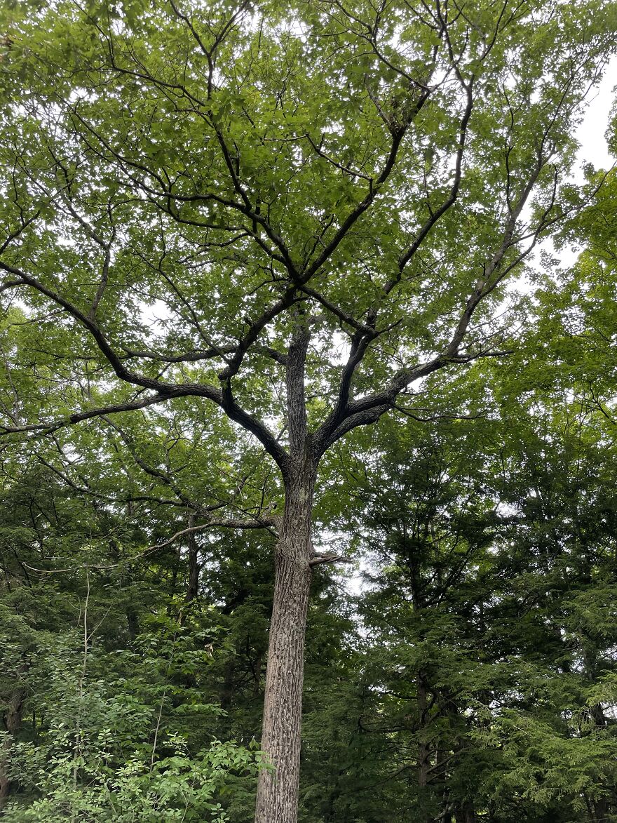 Different Angle Of Tree