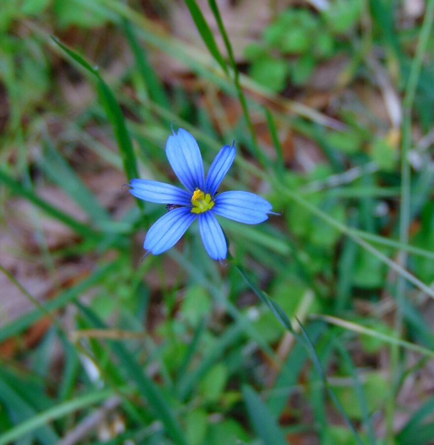 Blue-Eyed Grass