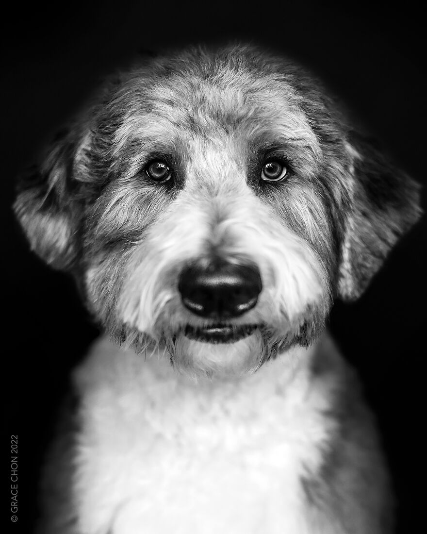 I Took Photos Of Dogs That Can Help You Slow Down, Breathe, And Feel Better. I Took Photos Of Dogs That Can Help You Slow Down, Breathe, And Feel Better.