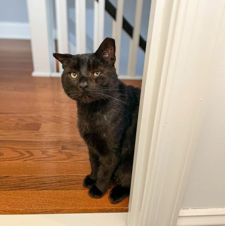 Cat Gets Attacked By Two Dogs, Survives, And Finds His Forever Home With The Veterinarian Who Saved Him - 13