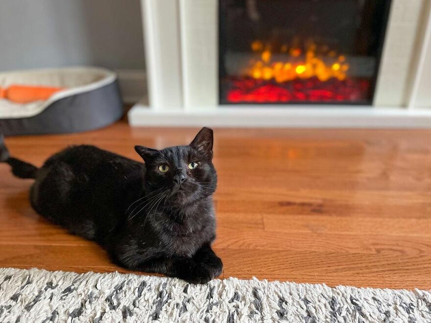 Cat Gets Attacked By Two Dogs, Survives, And Finds His Forever Home With The Veterinarian Who Saved Him - 16