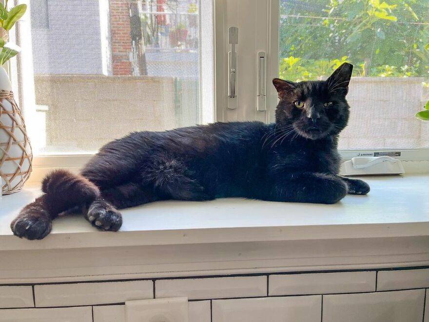 Cat Gets Attacked By Two Dogs, Survives, And Finds His Forever Home With The Veterinarian Who Saved Him - 1