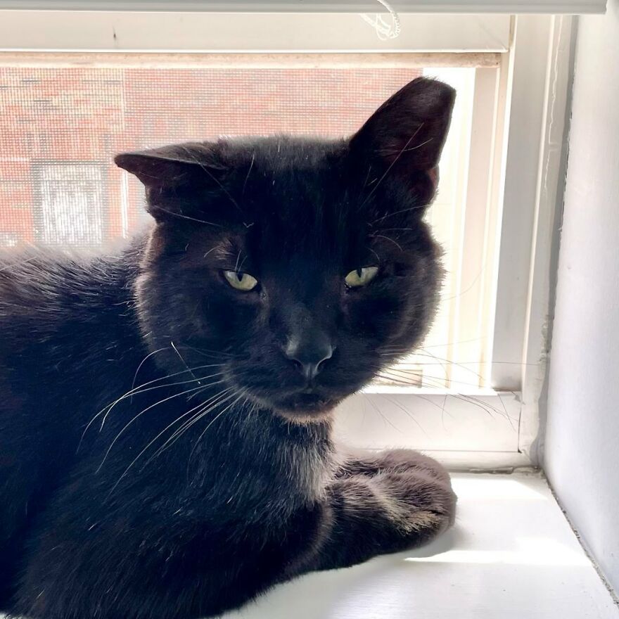 Cat Gets Attacked By Two Dogs, Survives, And Finds His Forever Home With The Veterinarian Who Saved Him - 11