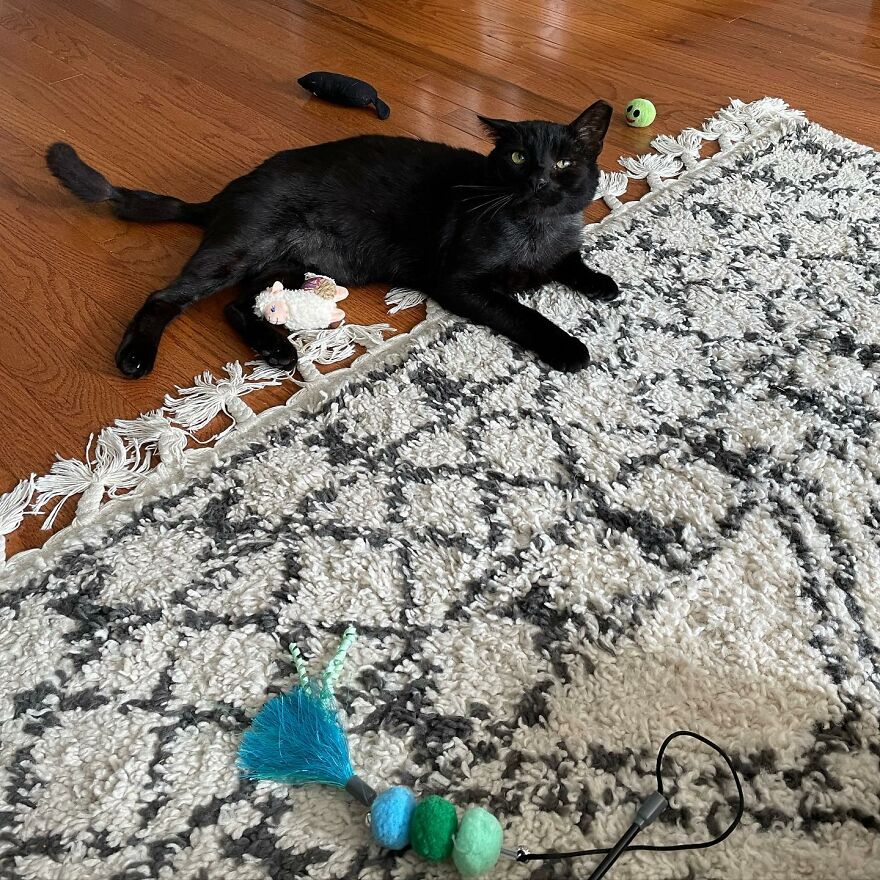 Cat Gets Attacked By Two Dogs, Survives, And Finds His Forever Home With The Veterinarian Who Saved Him - 10