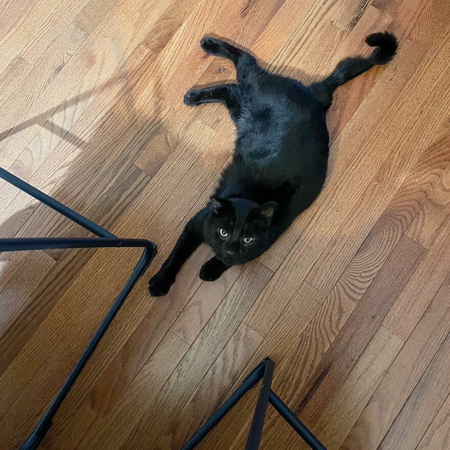 Cat Gets Attacked By Two Dogs, Survives, And Finds His Forever Home With The Veterinarian Who Saved Him - 9