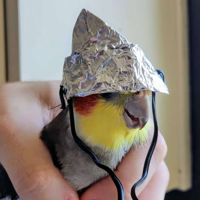 Watches One Documentary On Aliens And Government Conspiracies... 5 Mins Later