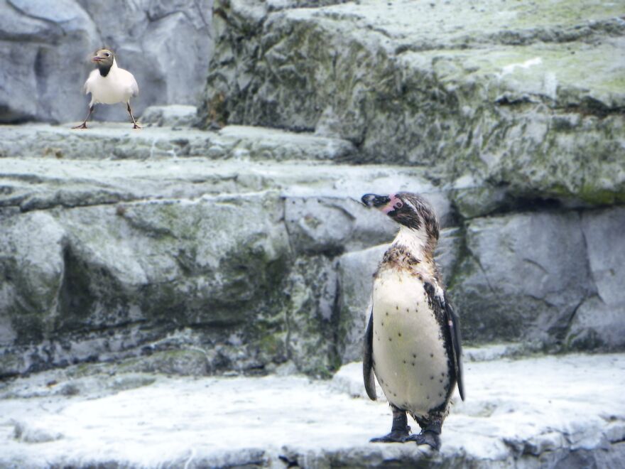 I Photograph Birds And Animals Around The UK, Here Are Some Of My Favourites!