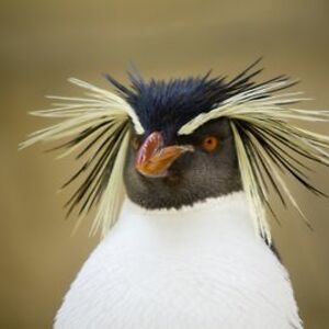 ramona-a-serban avatar