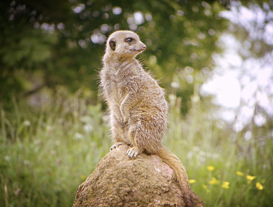 I Photograph Birds And Animals Around The UK, Here Are Some Of My Favourites!