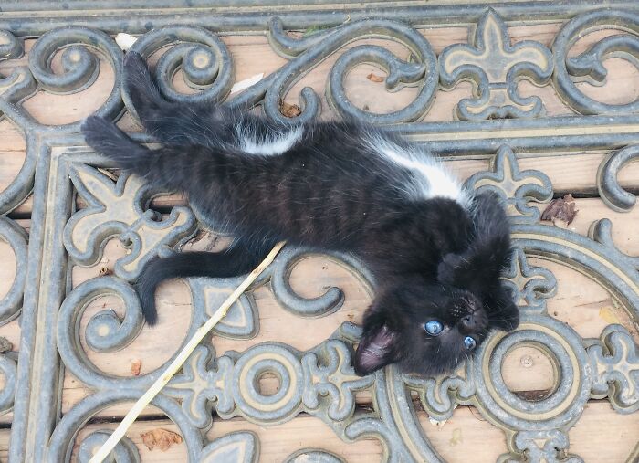 Kitten Kebabs, Anyone?