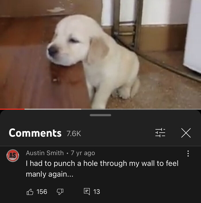 Cute Puppy Falling Asleep. Golden Retriever Puppy