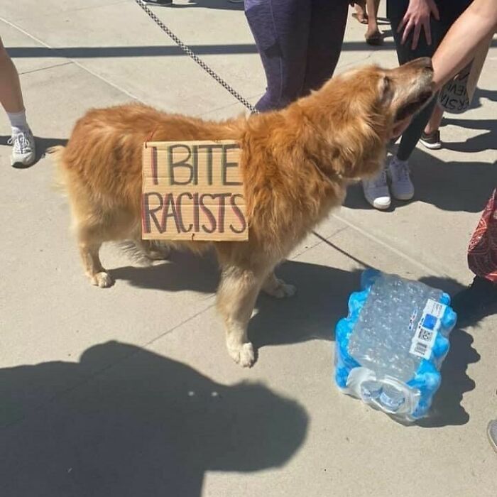 "Not Advertisements But Not Not Advertisements": 50 Funny Memes Without Context