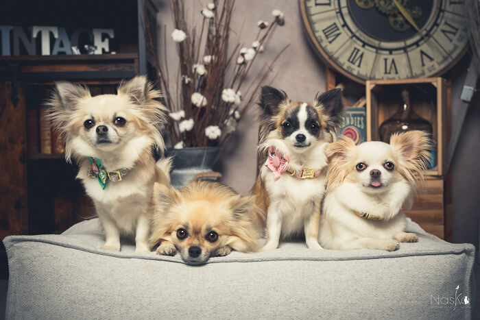 Star Dogs For A Day...