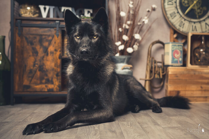 Star Dogs For A Day...