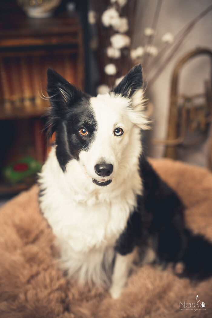 Star Dogs For A Day...