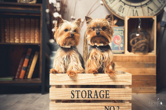 Star Dogs For A Day...